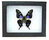 Framed Purple Spotted Swallowtail Butterfly Riker Mount (5