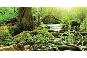 GOTLOS Green Forest Tree Reptile Habitat Background Terrarium Background, Natural Tropical Forest Decor Aquarium Background,Misty Rainforest Aquarium Background 72X24IN with 10 EVA Double-Sided Tape