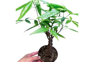 4in Pachira Braid - A Symbol of Luck and Prosperity, Money Tree, Good Luck Tree, Guiana Chestnut, Malabar, Real Live Plant, T