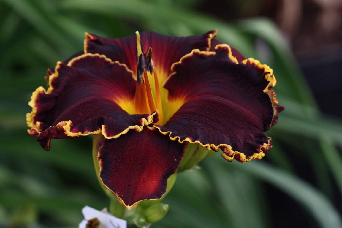 Dark Purple Daylily Roots-5 Roots-Daylily Bulbs Rhizome Roots Perennial Reblooming Flowers Garden Balcony Planting Home Decor Plants