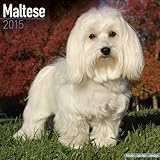 Maltese Calendar - Only Dog Breeds Maltese Calendar - 2015 Wall calendars - Dog Calendars - Monthly Wall Calendar by Avonside