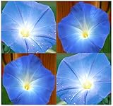 100 Morning Glory Flower Seeds BIG BLOOMS