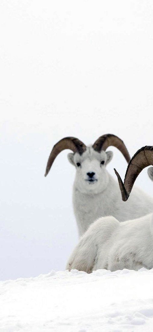 PeelitStickit Snow, Animal Wall Murals ID-243, vinyl