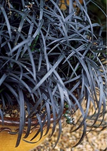 GEOPONICS Negro Mondo Hierba, Tierra de Hoja perenne, Cubierta - 5 ...