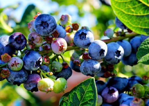 Jersey Blueberry Seeds 25+