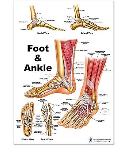 健康・医学 Anatomy of the Foot and ankle 71qef53RGDL._UF350,350_QL80_.jpg