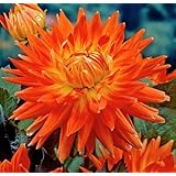 "MOTTO" ~ Decorative Dinnerplate Dahlia ~HUGE BLOOMS ~ 2 Bulb Clumps