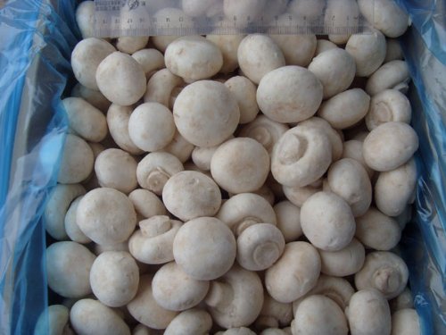 MUSHROOMS WHOLE FRESH PRODUCE FRUIT VEGETABLES 16 OZ