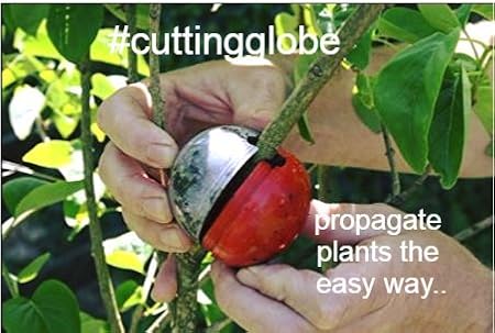 Cutting Globe 6 Medium For Your Trees And Shrubs Air Layering Made - cutting globe 6 medium for your trees and shrubs air layering made easy grow roots on plant cuttings in as few as 8 weeks propagate trees shrubs roses