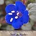 800 Seeds, California Bluebells (Phacelia campanolaria) Seeds By Seed Needs