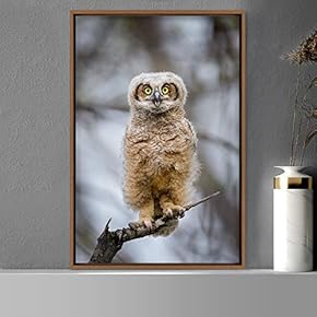 signwin Framed Canvas Wall Art Owl Birds Dramatic...