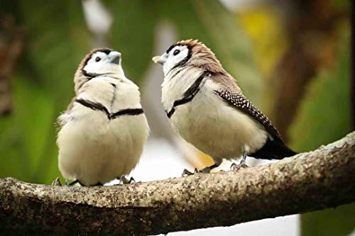 ELL DECORVaastu and Fengshui Bird Painting