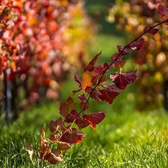 Ce Se Aude Mai Neicuta Feat Maria Lataretu By Verona Adams On Amazon Music Amazon Com