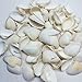 PEPPERLONELY White Ark Clam Sea Shells, 500 Gram Approx. 1 Inch ~ 2-1/4 Inch