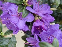 Rhododendron X 'Blue