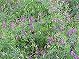 Hairy Vetch Seed 5 Lbs By Detwiler Native Seed Company. NON GMO Treated Seed.