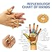 Jeicy Finger Stretcher, Finger Resistance Bands Finger Grip Exerciser Strengtheners Trainer