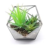 Modern Tabletop Black Glass Pentagon Geometric Terrarium Container Window Sill Decor Flower Pot Balcony Planter Diy Display Box for Succulent Fern Moss Air Plants Mniature Fariy Garden Gift (No Plant)