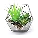 Modern Tabletop Black Glass Pentagon Geometric Terrarium Container Window Sill Decor Flower Pot Balcony Planter Diy Display Box for Succulent Fern Moss Air Plants Mniature Fariy Garden Gift (No Plant)