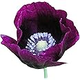 Purple Grape Poppy Seeds - Tall Poppy with Black Markings - 3000 Seeds