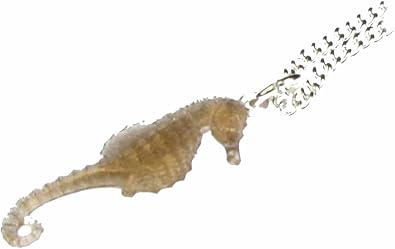 Miniblings Seepferdchen Kette Halskette 45cm Seepferd Ozean Aquarium Meer Braun Amazon De Schmuck