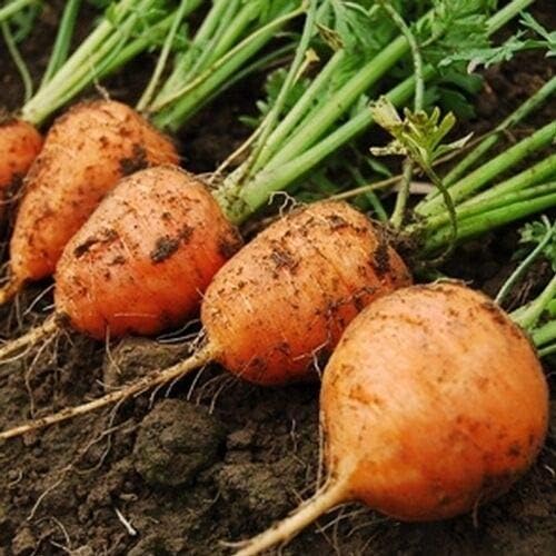 HONIC 100+ Seeds : Carrot Seed: Parisian Carrot Seeds Fresh Seed!!!!!