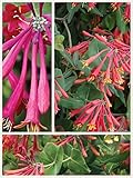 Homegrown Packet Honeysuckle Seeds, 80 Seeds, Sandman Blanche Honeysuckle Bush