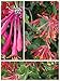 Homegrown Packet Honeysuckle Seeds, 80 Seeds, Sandman Blanche Honeysuckle Bush