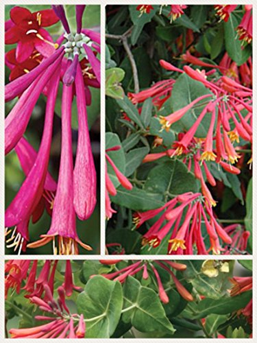 Homegrown Packet Honeysuckle Seeds, 80 Seeds, Sandman Blanche Honeysuckle Bush
