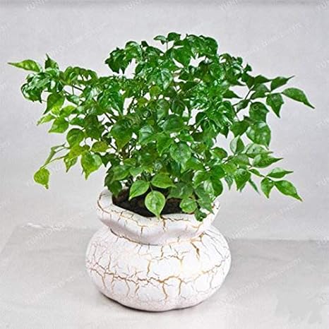 Amazon Radermachera Sinica種子50ピース バッグ韓国シデ種子ミニ盆栽種子用ホームガーデン非常に美しい芽95 花