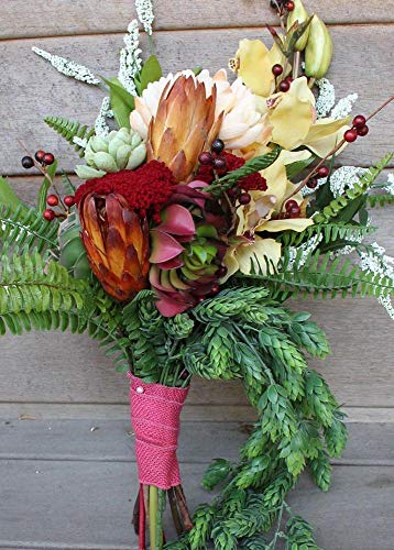 Afloral Natural Dried Flower Protea Repens Pods in Red Orange - 6 per Bunch