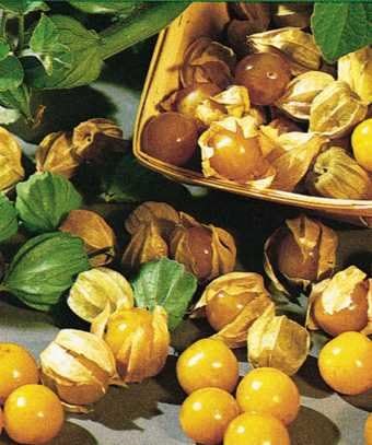 Cape Gooseberry - DWARF - Physalis Pruinosa - 50 seeds