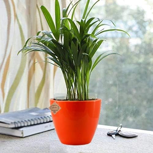 Abana Homes Chamaedorea Mini Palm Tree Live Plant With Beautiful Red Ceramic Pot - Air Purifier Plant Indoor With Pot
