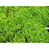Live Sphagnum Moss Long Fiber Great for Plants Amphibians Terrariums 5 Pounds