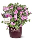 Encore Azalea Autumn Carnation Azalea 2 Gal, Semi