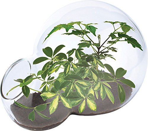 Tropical Trees Double Bubble Terrarium Gear Apparel Toys, 2017 Christmas Toys