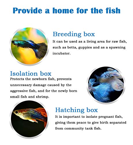 5 NGe+Rectangle+Isolation+Adjustable+Incubator