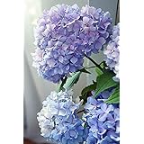 Pink Picasso Adult Paint by Numbers Kit 16x20 (Happily Hydrangea)