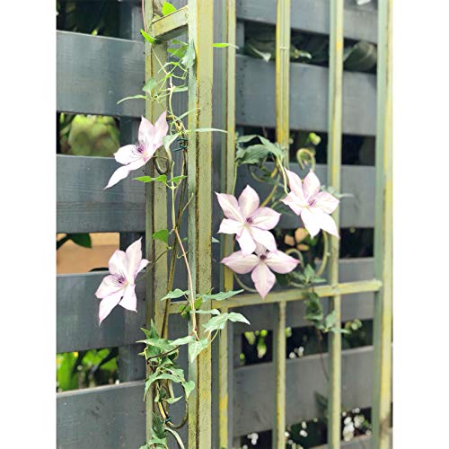 AAQQ Großer 2,5 M Rosenbogen aus Metall, Robuste Gartenlaube für Rosen, Kletterpflanzen, Hochzeitsdekoration, Heller… – Bild 5
