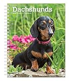 Dachshunds 2020 6 x 7.75 Inch Weekly Engagement Calendar, Animals Dog Breeds (English, French and Sp by 