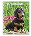 Dachshunds 2020 6 x 7.75 Inch Weekly Engagement Calendar, Animals Dog Breeds (English, French and Sp by 