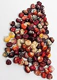 David's Garden Seeds Corn Dent Painted Mountain D2161A (Multi Color) 100 Organic Seeds