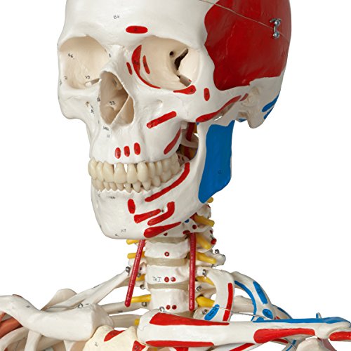 image for 3B Scientific A13 Plastic Super Human Skeleton Model 