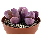 Karnivorenerde Karnivorenerde