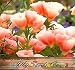 3,000 CLARKIA GODETIA LIGHT SALMON Flower Seeds bright colors Clarkia amoena