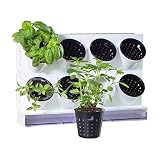 Watex Pixel Garden Desktop, Kitchen Farm, White