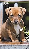 Puppies Pocket Planner 2 Year (2017),Design May Vary