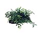 Bolbitis Difformis Baby Leaf Fern Live Aquatic Aquarium Plants on Driftwood for Freshwater Fish Tank by Greenpro