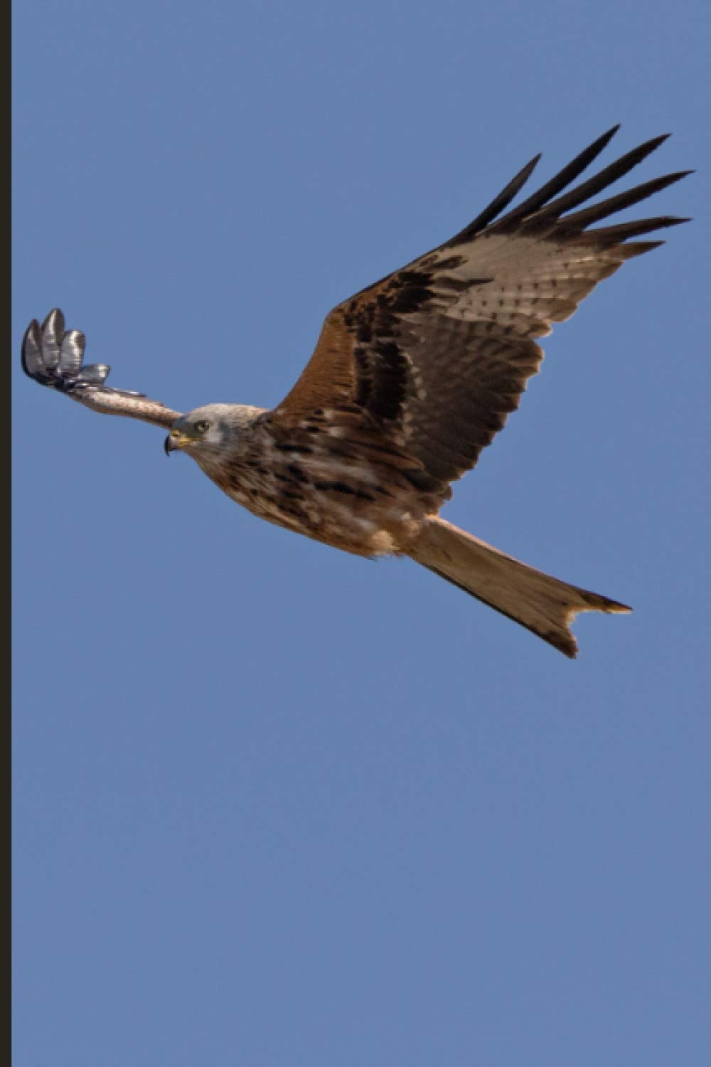 Notebook: Red Kite Journal - Lined