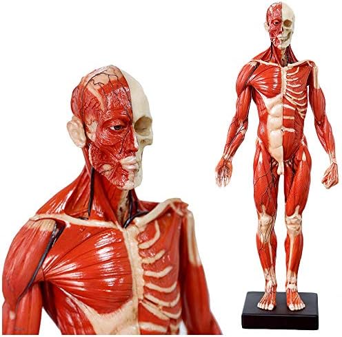 男性の解剖解剖学頭蓋骨の頭の体のモデルを教えるための芸術彫刻教育参照ツール筋肉の骨 手数料無料 60cm の高さ 23 6インチ